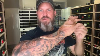 Celebrity Breeding ball pythons. 🇿🇦Making the blackhead pinstripe hypo combo!💥 Profile