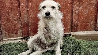 The poor dog was h.it by a car, his front legs dangling in the wind by Angels And Animals 473 views 2 weeks ago 3 minutes, 49 seconds