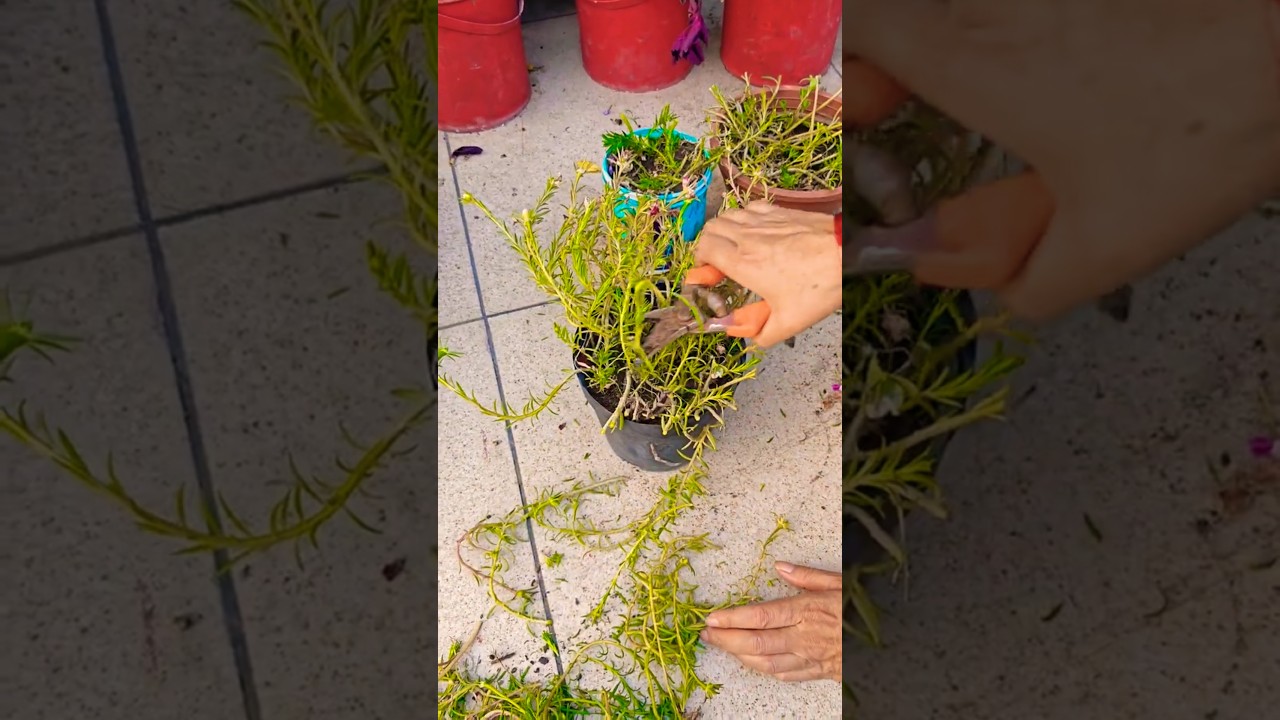 😍Portulaca plant की pruning #terracegarden #youtubeshorts