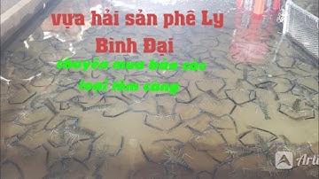 vựa tôm càng Bình Đại ,Tỉnh Bến Tre
