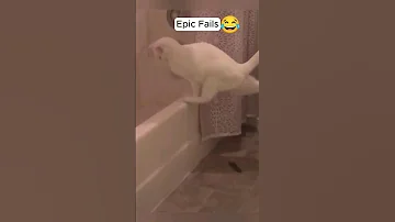 Epic Cat Fails😂