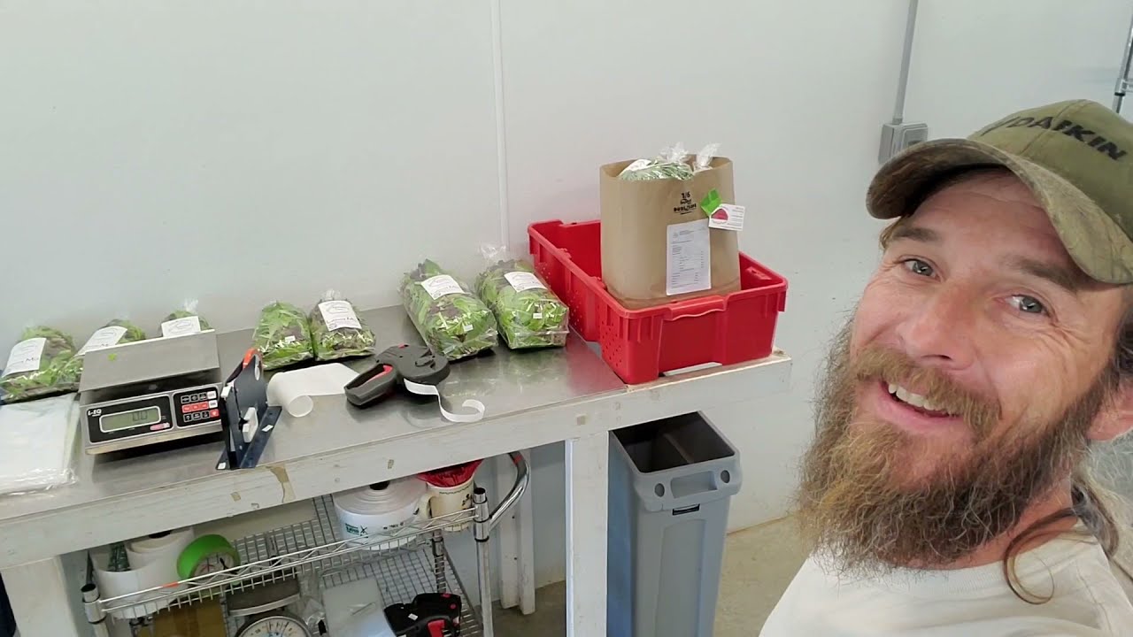 Стандартная операционная процедура «Промывка и упаковка листового салата для фермерского рынка»