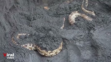 अयोध्या में जेसीबी की खुदाई के दौरान कितने सारे विशालकाय सांप को कैसे किये गए रेकस्यू