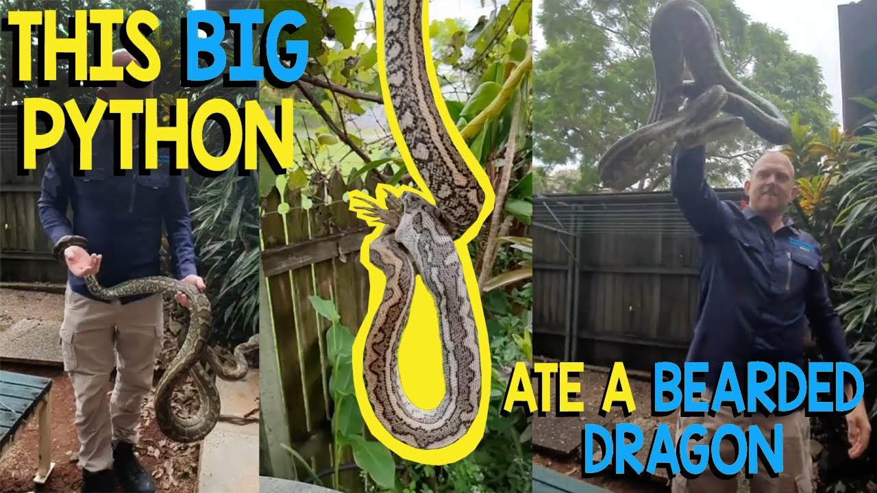 WE FOUND A SNAKE EATING A BEARDED DRAGON!!
