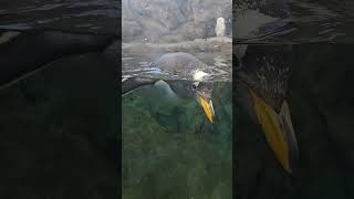 This penguin kept playing with us through the glass! 🐧🤣#CalgaryZoo #WilderInstitute #FunnyAnimals