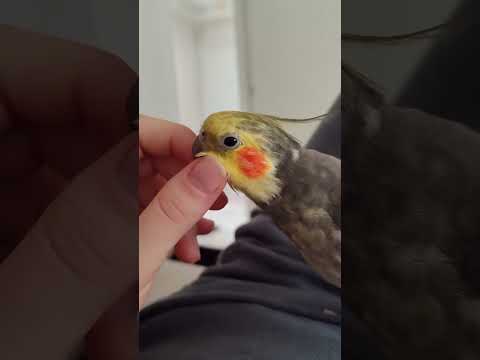 #sultanpapağanı #ıslıkeğitimi #sultanpapağanıeğitimi #parrot #sultanpapağanıötüşü #cockatiel #birds