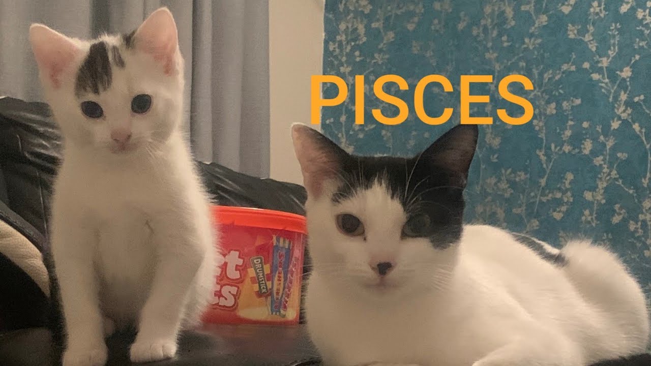 PISCES...LET'S GET MARRIED