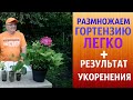 РАЗМНОЖАЕМ ГОРТЕНЗИЮ ЛЕГКО+РЕЗУЛЬТАТ УКОРЕНЕНИЯ.