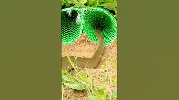 The Best Video Snake Trap Easy #snake #traps #cobra #kingcobra #trapping #shorts #youtubeshorts
