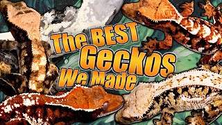 Showing Off the BEST Crested Geckos Weve Produced!
Our available geckos: https://www.morphmarket.com/stores/celestialexoticsllc/
Our Website: https://www.celestialexotics.net/
Gecko instagram: https://www.instagram.com/celestialexotics
My Social Media:
TikTok: https://www.tiktok.com/@tylerrugge
Twitter: https://twitter.com/tylerrugge
Instagram: https://instagram.com/tylerrugge
Snapchat: trugge
Disount Codes/Affiliate links:
GET A ZEN HABITAT: https://www.zenhabitats.com/?aff=10
Get 10% off Black Soldier Fly Larvae (one of the best feeder insects for reptiles!) with code TYLERRUGGE https://ecoflys.com/?ref=meu5h3JJLOKm91
Get 10% off dubiaroaches.com: http://i.refs.cc/gPVTfUQx?smile_ref=eyJzbWlsZV9zb3VyY2UiOiJzbWlsZV91aSIsInNtaWxlX21lZGl1bSI6IiIsInNtaWxlX2NhbXBhaWduIjoicmVmZXJyYWxfcHJvZ3JhbSIsInNtaWxlX2N1c3RvbWVyX2lkIjo0MzIxMjg5ODh9
Use code RUGGE10 for 10% off your order! https://www.thebiodude.com/
USE CODE TYLER12 TO GET 12% OFF https://kingscages.com/
Small Pet Select (food/toys/treats for Rabbits and other small animals!):
U.S. -U.S. -Get 10% off small pet select! https://bit.ly/3whJpOk
U.K. -Get 20% off small pet select! https://bit.ly/3rb2xba Showing Off the BEST Crested Geckos Weve Produced!