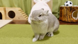 掘り堀りマットで遊んでいるうちに、突然野生のころの感覚を思い出してしまったうさぎさん