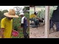 A FELICIDADE DO AGRICULTOR É A CHUVA E JÁ FOMOS PLANTAR + MEDICANDO AS OVELHAS.