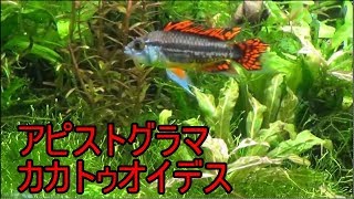 水槽40】アピストグラマ・カカトゥオイデス①導入 - YouTube