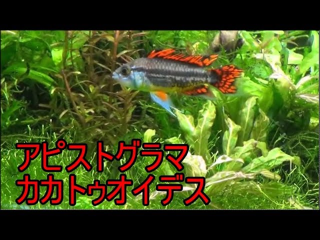 水槽40】アピストグラマ・カカトゥオイデス①導入 - YouTube