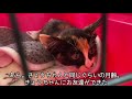 【ママ猫を事故で亡くした子猫】②亡くなったママの隣で動かなくなった子猫がいました（里親さんの元へ）