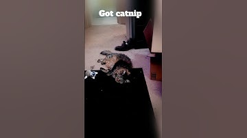Fidget got a new Catnip toy #catlovers #cat #catvideos #catshorts #tabbycat #catnip #catsofyoutube