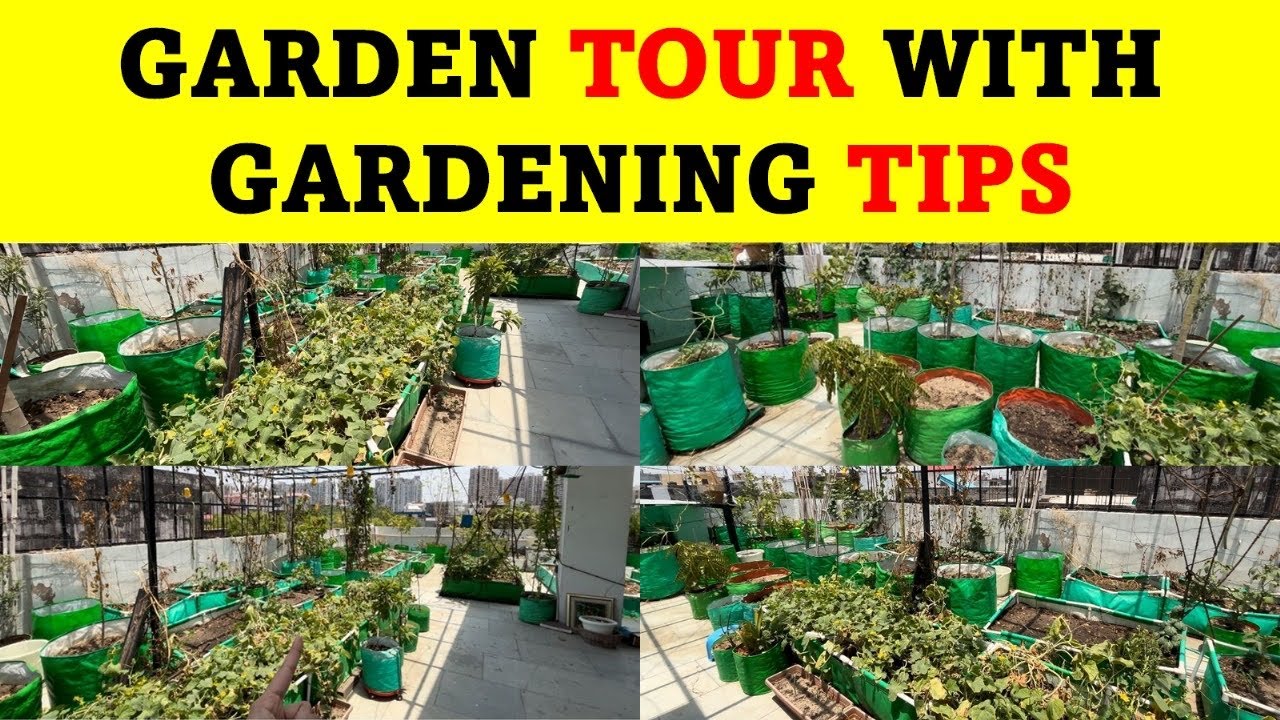 Terrace Garden Tour And Gardening Tips - YouTube