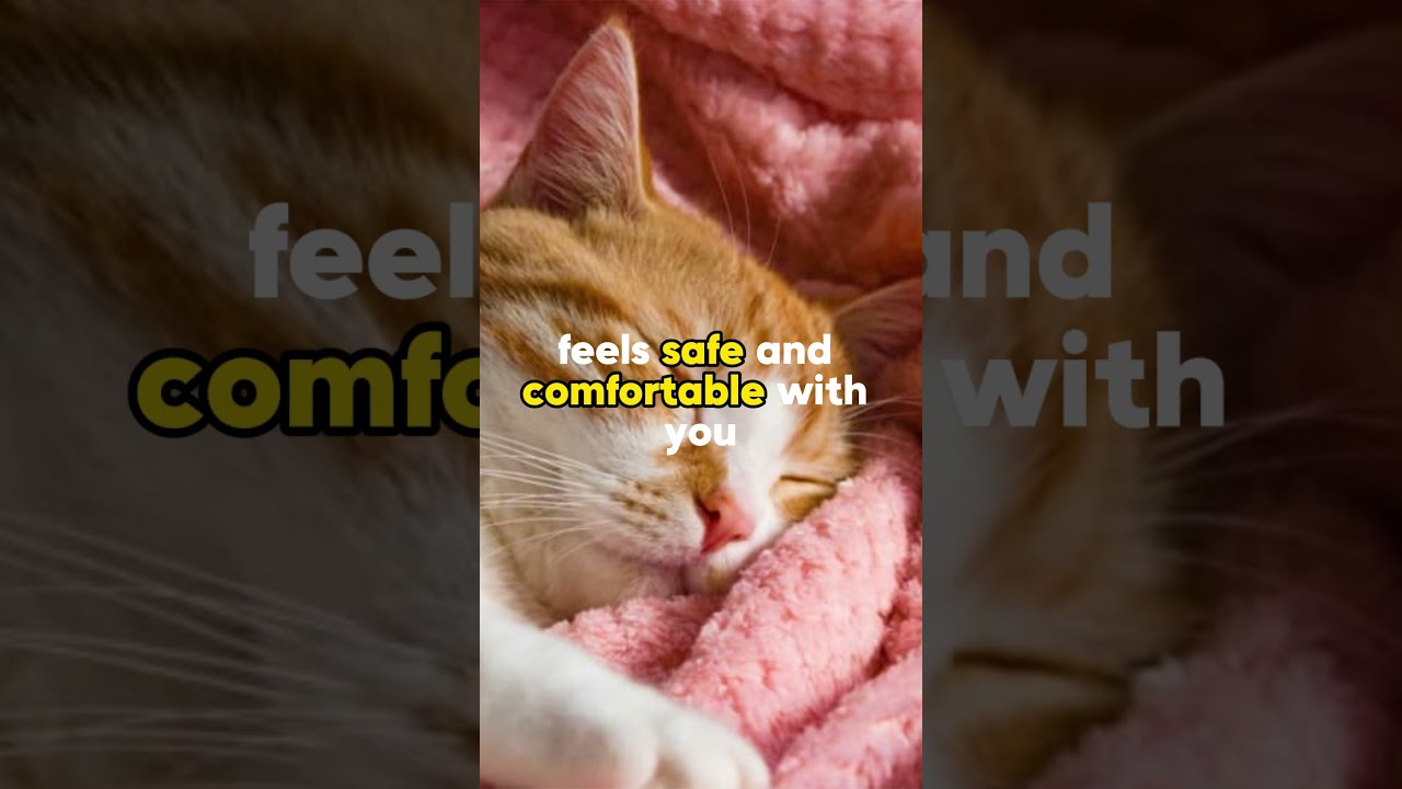 How to strengthen your bond with your cat!