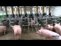 INSIDE A 2800 SOWS UNIT | AUTOMATED FARMING SYSTEM