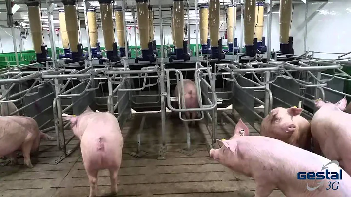 INSIDE A 2800 SOWS UNIT | AUTOMATED FARMING SYSTEM