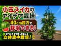 【40cm四方あれば小玉スイカは出来る！】オベリスクを使った立体空中栽培【完全ガイド】定植から収穫まで大事なポイント全部／オベリスクの組み立て方