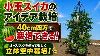 【40cm四方あれば小玉スイカは出来る！】オベリスクを使った立体空中栽培【完全ガイド】定植から収穫まで大事なポイント全部／オベリスクの組み立て方
