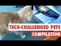 Tech-Challenged Pets || Pets vs Technology Funny Pet Compilation
