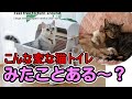 猫トイレ 不思議 珍しい 手動自動かんたんトイレ紹介レビュー #こねこ #猫トイレ #ちょこみ