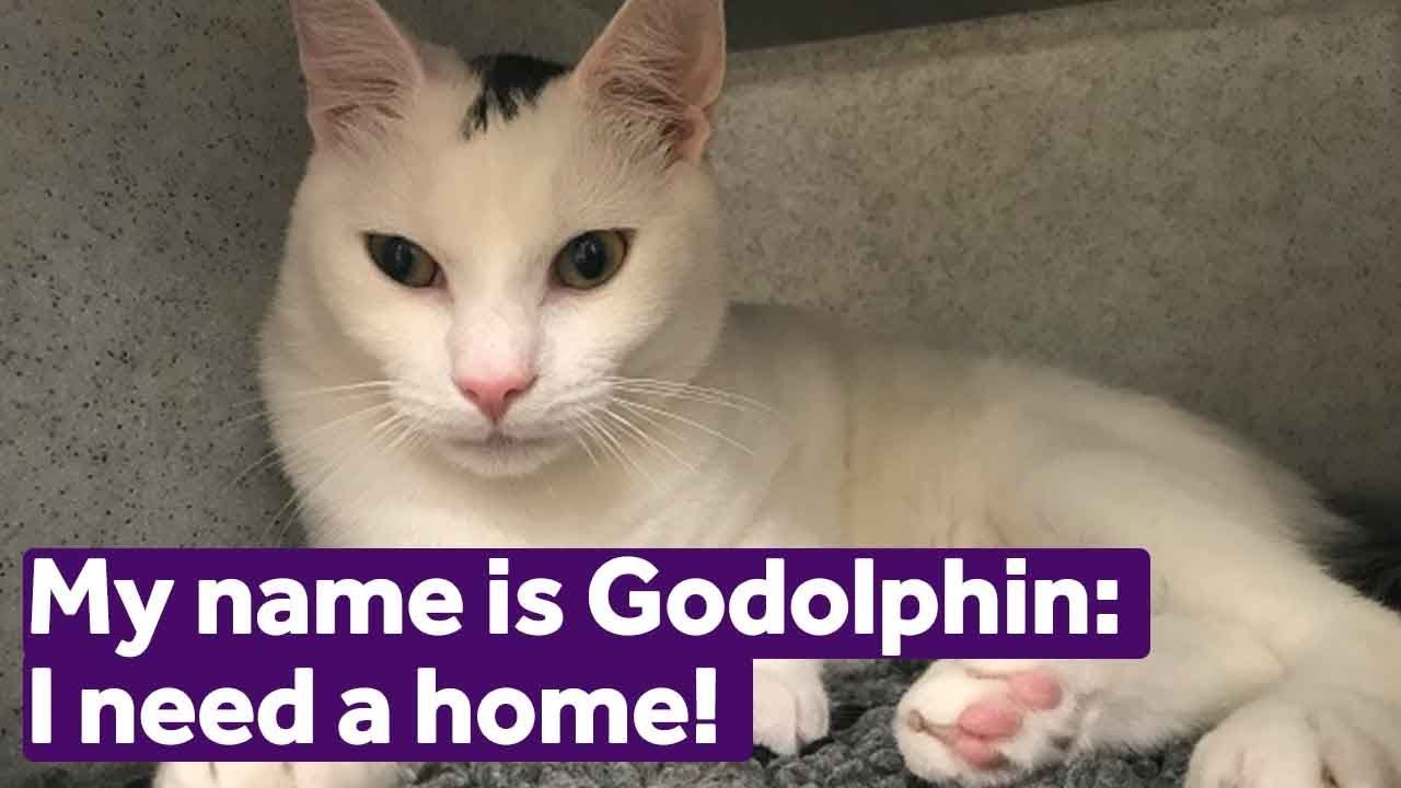 mayhew cats for adoption