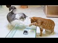 강아지와 고양이 vs 물 속 간식