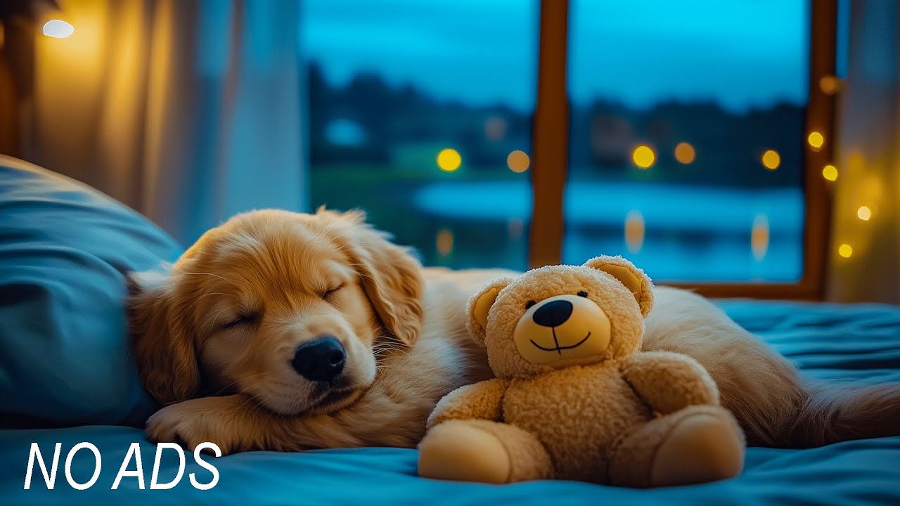 Успокаивающая музыка для собак, для сна и снятия беспокойства 🐶🎶 Без рекламы | Расслабляющая музык