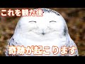 突然、この動画が表示された方は幸運の持ち主です。これはあなたを幸福へと導く動画です。これが観れたあなたには、この後、奇跡が起こります。