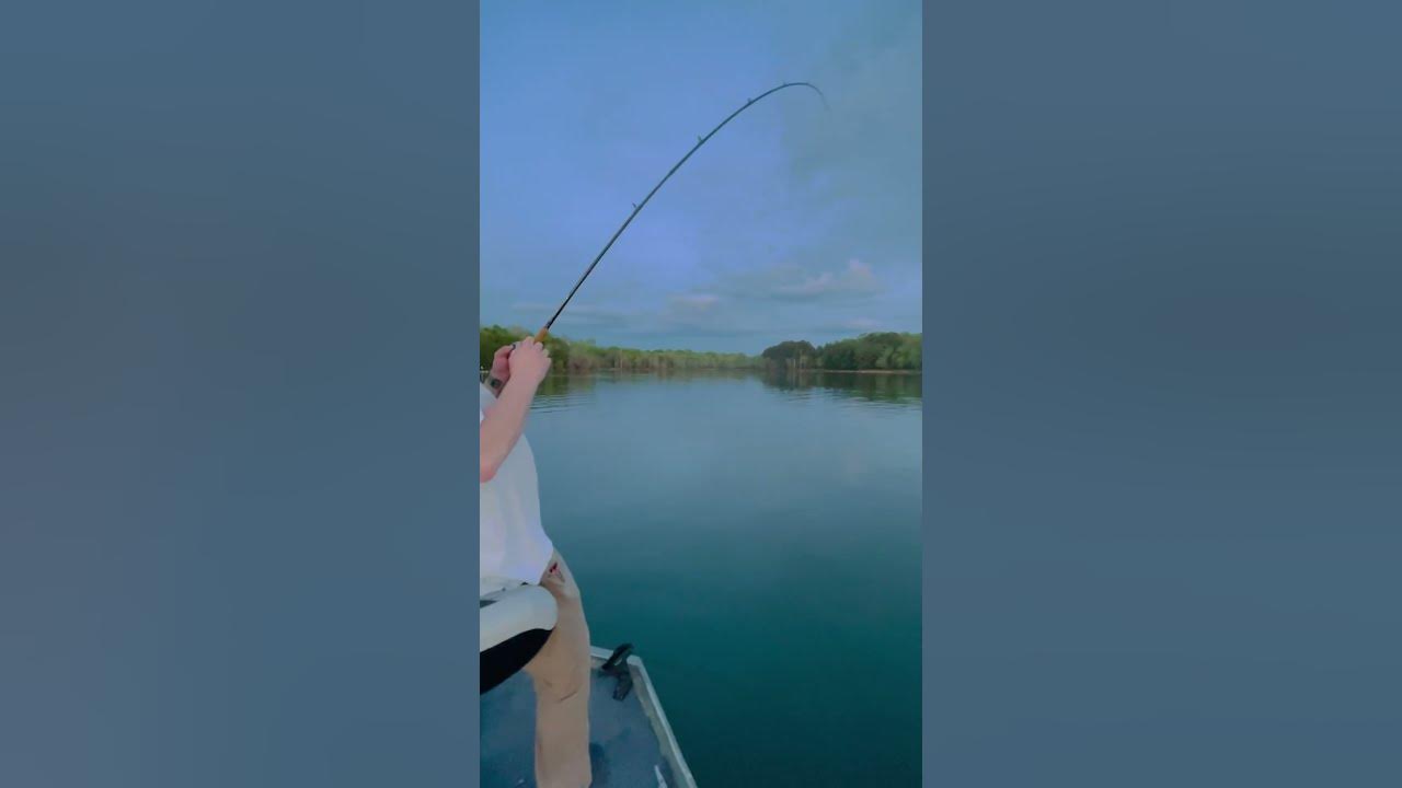 Hybrid striped bass misses topwater spook but comes back for it. YouTube