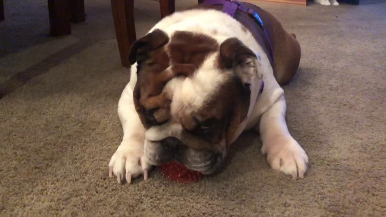 Jasper is playing with his favorite toy bulldog bluetooth speaker bim