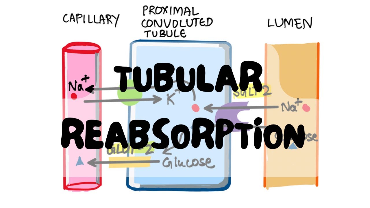 Sodium, Water & Glucose Reabsorption for 1st MBBS| Renal Physiology | Lectures by Omer