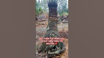 CÂY THIÊN TUẾ RỪNG ĐỘC LẠ QUÝ HIẾM TRÊN TÂY NGUYÊN HÙNG VĨ