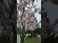 University of Toronto. Scarborough campus. (Sakura Grove). Cheery blossoms in May 2025. Every..more