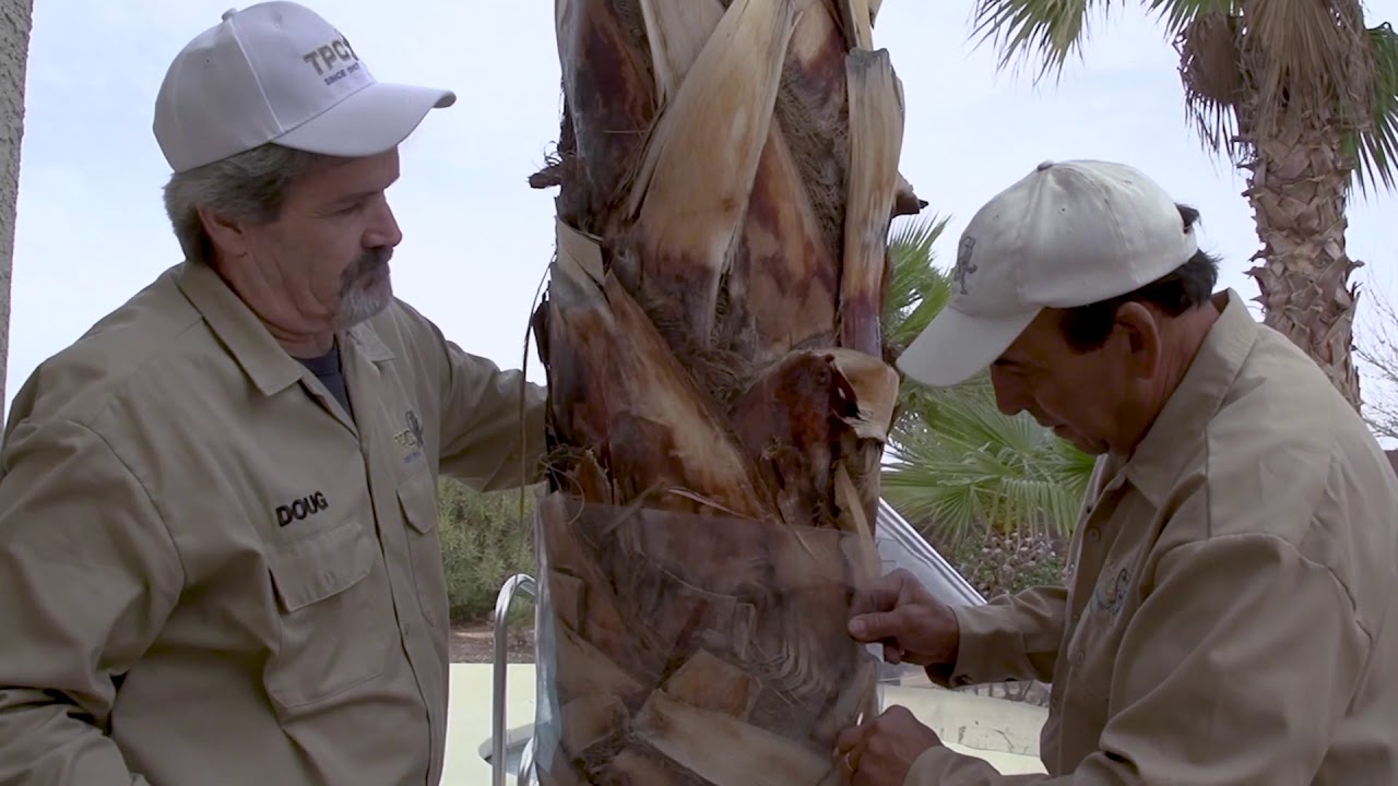 Townsend Pest Control Las Vegas Rodent Control YouTube