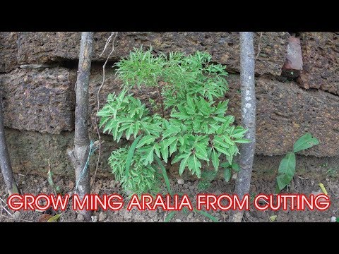 How to Grow Ming Aralia Tree from Cutting?