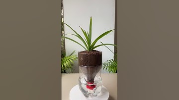 Self-Watering Planter from a 1.5L Coke Bottle #SelfWateringPlanter #PlasticBottleDIY #CokeBottleHack