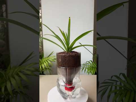 Self-Watering Planter from a 1.5L Coke Bottle #SelfWateringPlanter #PlasticBottleDIY #CokeBottleHack