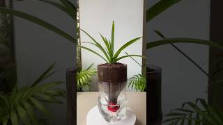 Self-Watering Planter from a 1.5L Coke Bottle #SelfWateringPlanter #PlasticBottleDIY #CokeBottleHack