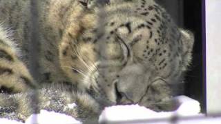 ユキヒョウ ヘリの音に反応したか？