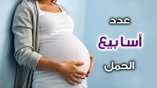 عدد أسابيع الحمل الطبيعي للبكر وغير البكر