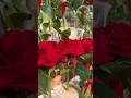 Artificial rose #love #short #viral