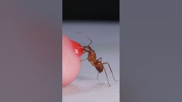 Ant Drinking Red Nectar From Finger