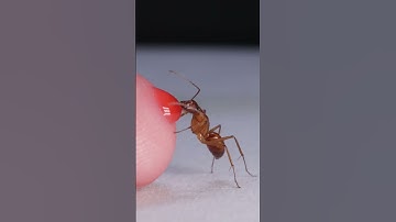 Thumbnail of Ant Drinking Red Nectar From Finger