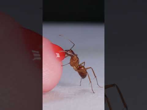 Ant Drinking Red Nectar From Finger