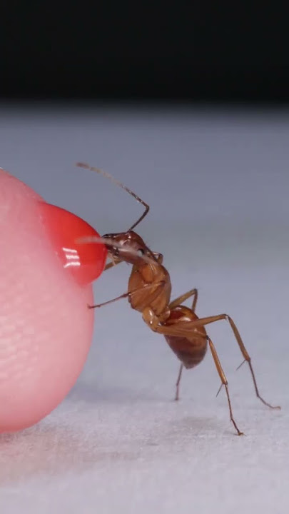 Ant Drinking Red Nectar From Finger