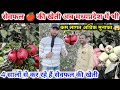             apple farming in mandsaur madhypradesh